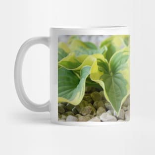 Hosta  &#39;Wide Brim&#39;  Plantain lily Mug